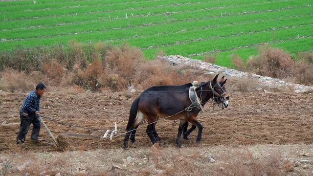 BEC高级真题短语解析：”plough ahead”